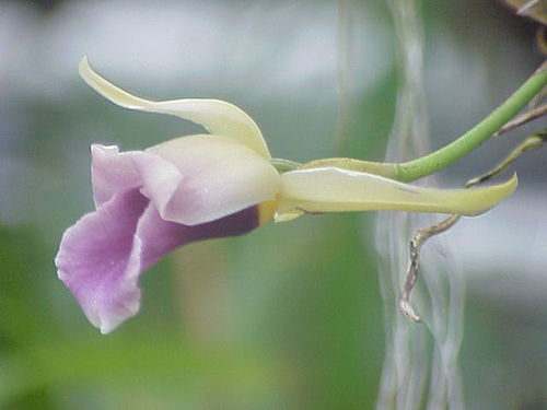 Warczewiczella discolor